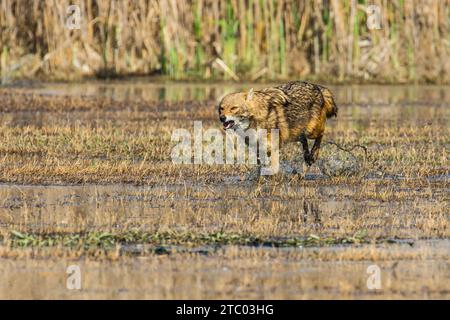 Goldener Schakal (Canis aureus) in einem bedrohlichen Lauf Stockfoto