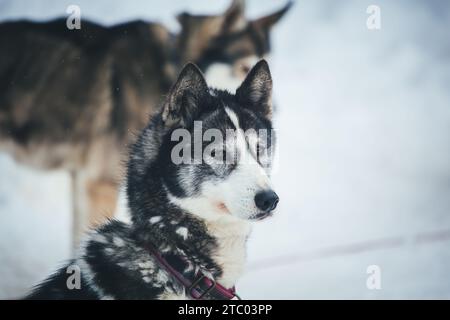 Sibirischer Husky steht auf dem Spiel Stockfoto