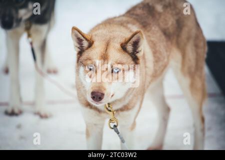 Sibirischer Husky steht auf dem Spiel Stockfoto
