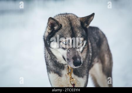 Sibirischer Husky steht auf dem Spiel Stockfoto