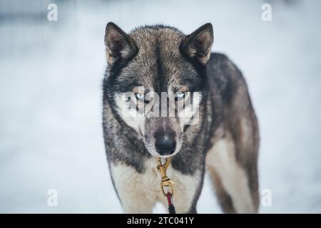 Sibirischer Husky steht auf dem Spiel Stockfoto
