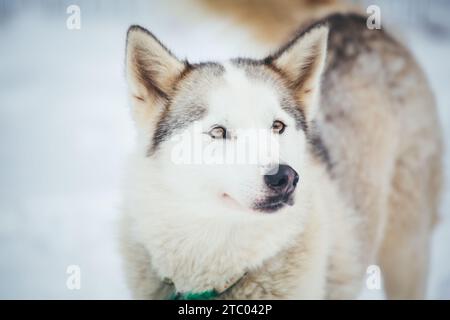 Sibirischer Husky steht auf dem Spiel Stockfoto