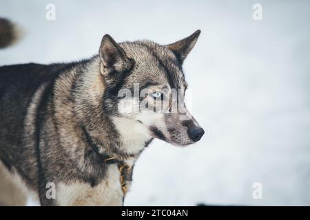 Sibirischer Husky steht auf dem Spiel Stockfoto