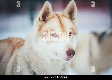 Sibirischer Husky steht auf dem Spiel Stockfoto