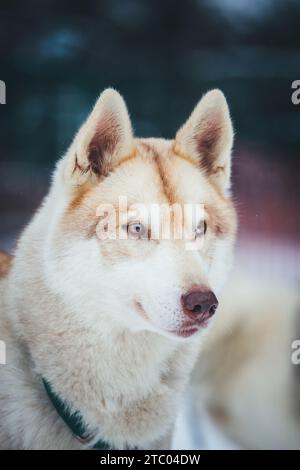 Sibirischer Husky steht auf dem Spiel Stockfoto