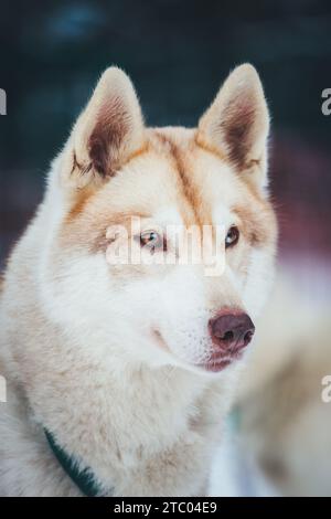 Sibirischer Husky steht auf dem Spiel Stockfoto