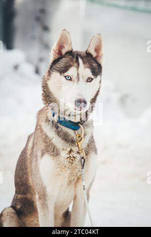 Sibirischer Husky steht auf dem Spiel Stockfoto