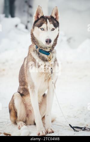 Sibirischer Husky steht auf dem Spiel Stockfoto