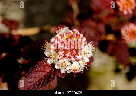 Nahaufnahme der roten und weißen Blüten eines gewöhnlichen ninebarks (Physocarpus opulifolius). Stockfoto