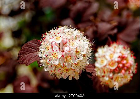 Nahaufnahme der roten und weißen Blüten eines gewöhnlichen ninebarks (Physocarpus opulifolius). Stockfoto