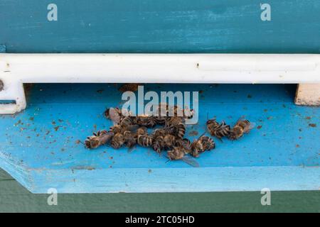 Tote Bienen in der Nähe von Bienenstöcken. Leichen von Bienen, die auf dem Boden liegen. Bienen kommen nach dem Frühling vorbei Stockfoto