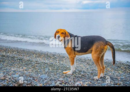 Ein reinrassiger Hund am Strand spaziert Stockfoto