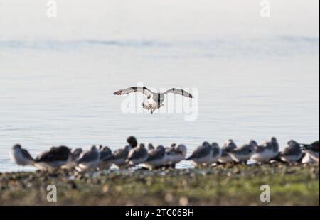 Landung Turnstone (Arenaria Interpres) in Leigh on Sea, Essex Stockfoto