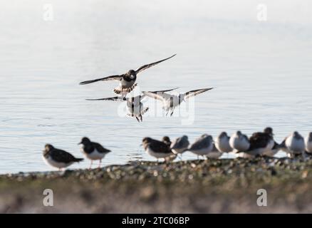 Landung Turnstone (Arenaria Interpres) in Leigh on Sea, Essex Stockfoto