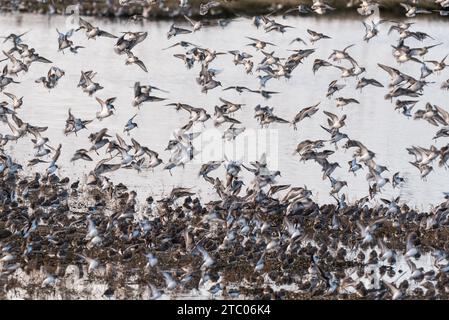 Gemischte Herde von Watvögeln, hauptsächlich Dunlin und Knot, landete in Leigh on Sea, Essex Stockfoto