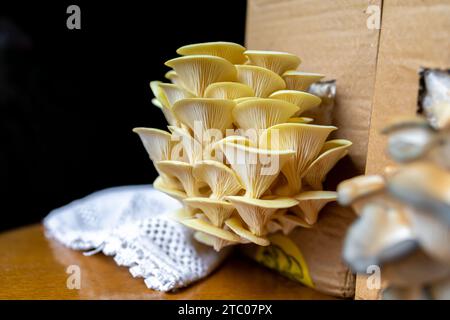 Gelber, goldener Austernpilz, hausgewachsen. Kopierbereich Stockfoto