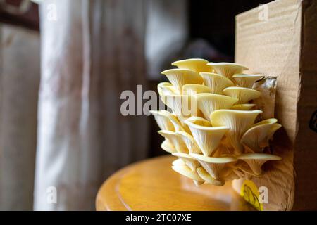 Gelber, goldener Austernpilz, hausgewachsen. Kopierbereich Stockfoto