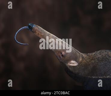 Riesenanteater-Zunge (Myrmecophaga tridactyla) Stockfoto