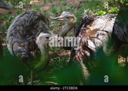 Baby Greater Rhea (Rhea americana) Stockfoto