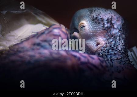 Federloses Baby-Hyazinth-Ara (Anodorhynchus hyacinthinus) in einer Kinderstube Stockfoto