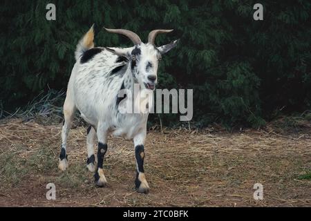 Männliche Hausziege (Capra hircus) - Buck Stockfoto