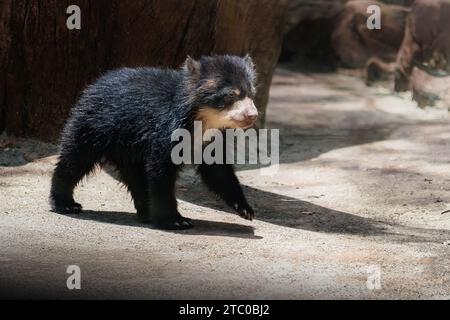 Baby Brillenbär (Tremarctos ornatus) - Südamerikanischer Bär Stockfoto