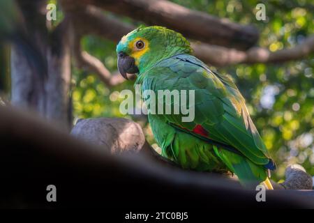 Amazonas mit Türkis oder Papagei mit Blaufront (Amazona aestiva) Stockfoto