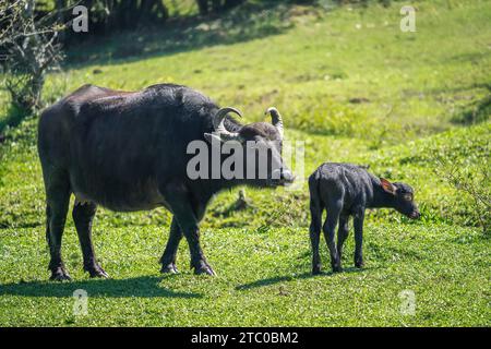 Italienische mediterrane Büffelmutter und Kalb - Wasserbüffel (Bubalus bubalis) Stockfoto