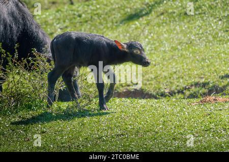 Italienisches mediterranes Büffelkalb - Wasserbüffel (Bubalus bubalis) Stockfoto