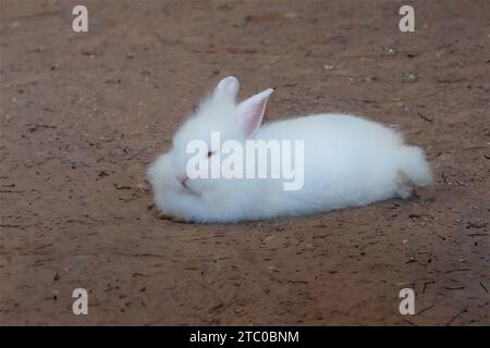 Flauschige Weiße Löwenkopfkaninchen - Hauskaninchenrasse Stockfoto