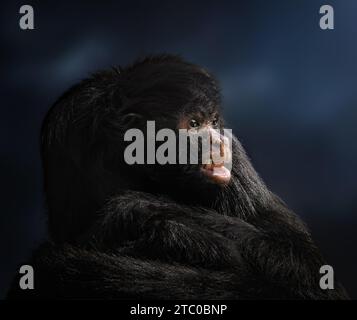 Schwarzer Spider Affe (Ateles Chamek) Stockfoto