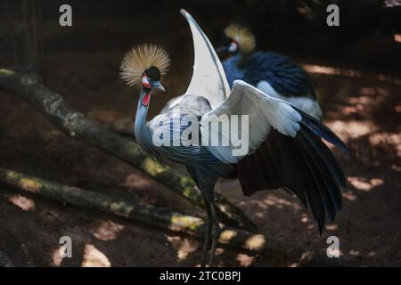Grey gekrönter Kran (Balearica Regulorum) Stockfoto