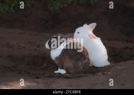 Ein Paar Löwenkopfkaninchen - Hauskaninchenrasse Stockfoto