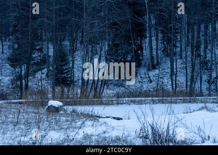 Wildtierlandschaft mit Schnee an einem kalten Winterabend in Litauen Stockfoto