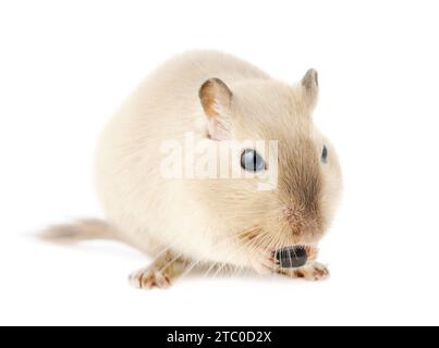 Niedliche siamesische Tiermaus, die an einem Samen knabbert, isoliert auf weißem Hintergrund Stockfoto