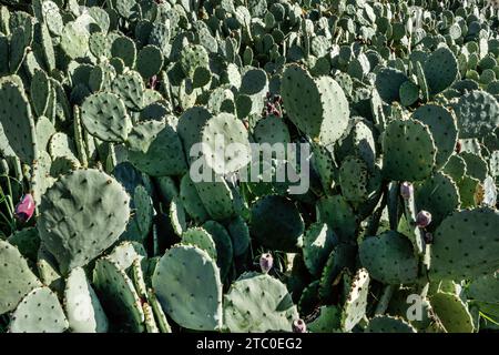 Strauchpflanze aus der Familie der Cactaceae. Da die meisten Mitglieder dieser Gattung keine nomophilen Blätter haben Stockfoto