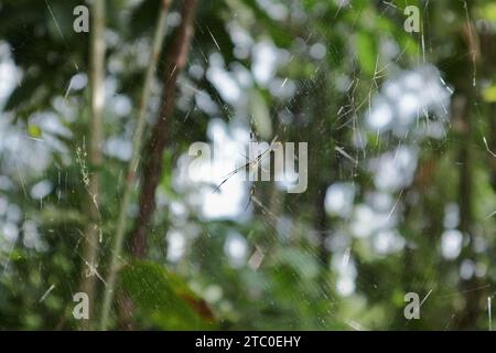 Eine junge, weibliche Riesenweberin (Nephila Pilipes) beginnt auf ihrem Spinnennetz zu laufen. Blick durch das verschwommene Spinnennetz Seide, die dir ausgesetzt ist Stockfoto