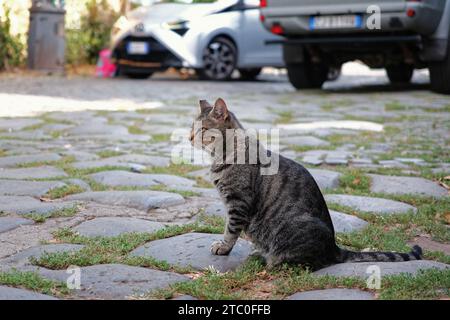 Straßenkatze Stockfoto