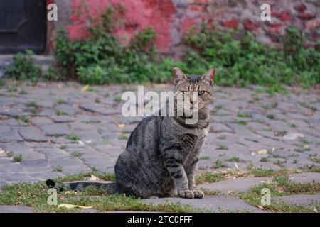 Straßenkatze Stockfoto