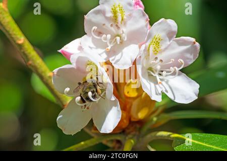 Hummel bestäubt eine Rhododendron-Blume im Blue Ridge Parkway in North Carolina Stockfoto