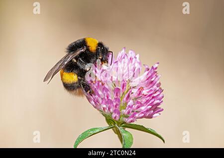 Europäische Gemeine Carder Hummel (Bombus pascuorum), die sich von einer rosa Kleeblüte ernährt Stockfoto