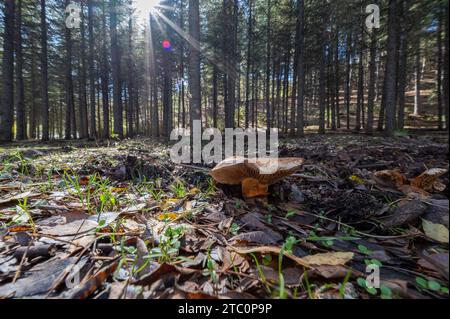 Niedriger Weitwinkelblick auf einen Pilz im Wald an einem hellen Herbstmorgen in Andalusien Stockfoto