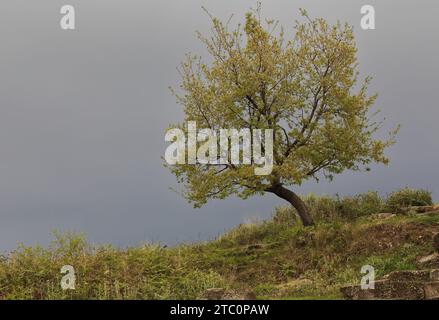 119 isolierte Valonia-Eiche vor bewölktem Himmel, die auf dem Hügel entlang der alten Stadtmauer wächst. Apollonien-Albanien. Stockfoto