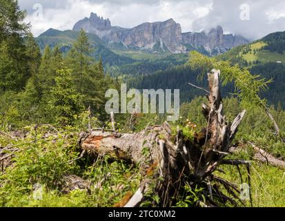 Dolomiten Berge mit entwurzeltem Baum- und Lärchenwald Stockfoto