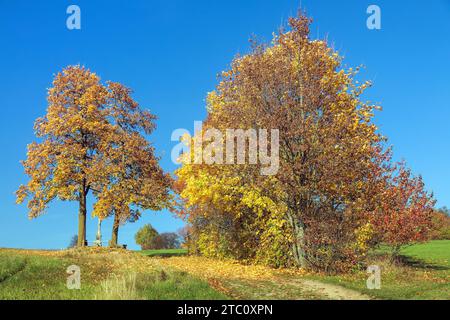Gelbe Laubbäume Blick auf die herbstliche Landschaft, zwischen den Bäumen kreuzen Stockfoto