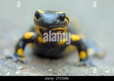 Der Feuersalamander, lateinisch salamandra salamandra Stockfoto
