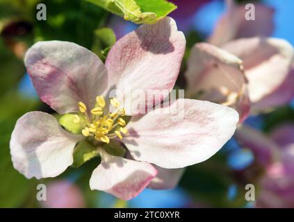 Apfelblüte im lateinischen Malus domestica Stockfoto