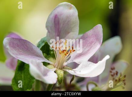 Apfelblüte im lateinischen Malus domestica Stockfoto