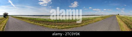 Landschaft mit einer Straße zwischen Feldern mit blühenden weißen Mohnblumen und wunderschönem Himmel mit Wolken Stockfoto