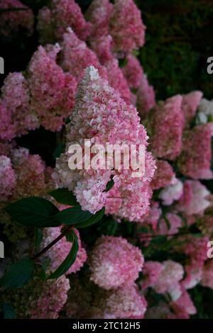 Nahaufnahme der rosa und weißen Blüten des Gartenstrauchs Hydrangea paniculata Vanille Fraise Renhy wechselnde Farbe im Spätsommer. Stockfoto